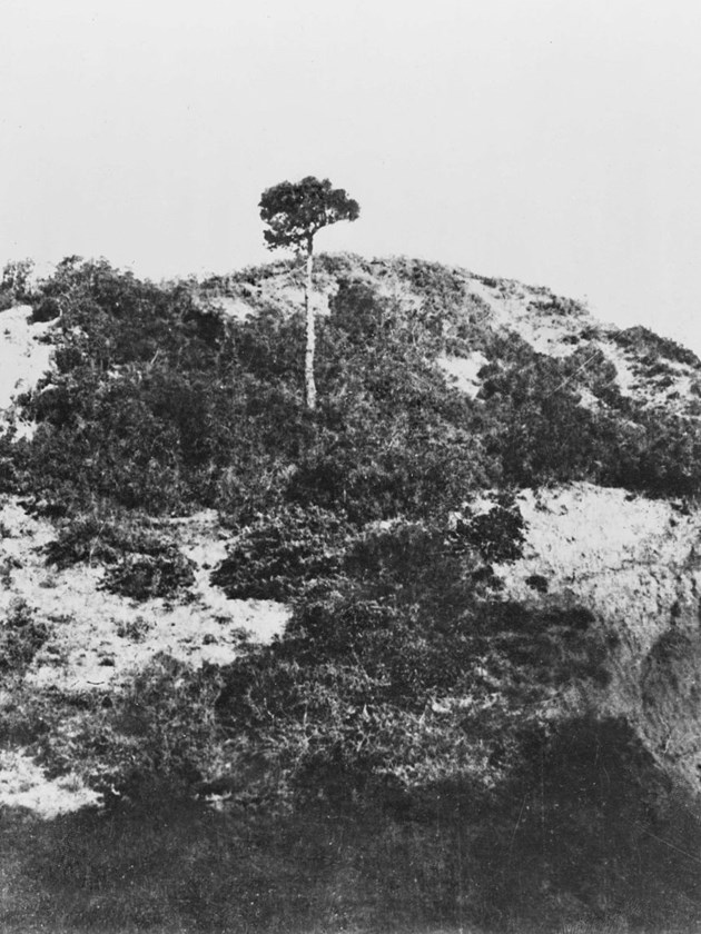 The landscape at Lone Pine before the charge in August 1915.